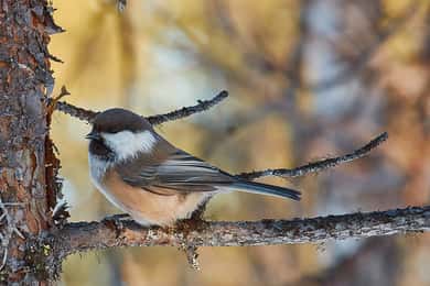 Kiruna: Djur- och naturfotografering
