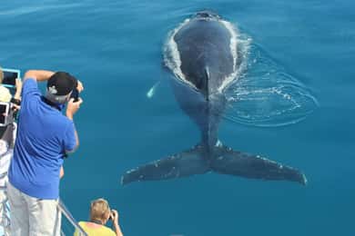Hervey Bay: 3/4 Day Whale Watching Cruise with Lunch
