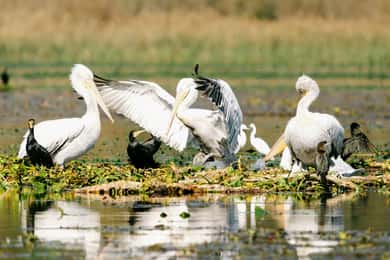 Der Skadar-See: Frühmorgendliche Vogelbeobachtungs- und Fototour