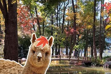 Seoul: Alpaca/Nami/Garden of Morning Calm Tour (+Rail Bike)