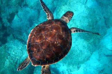 Muscat: Tour di snorkeling delle isole Daymaniyat