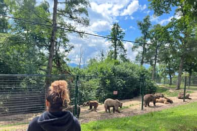 Brasov: Bran Castle, Bear Sanctuary, Rasnov (Peles Optional)