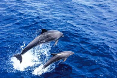 Mallorca: Kryssning med delfinskådning