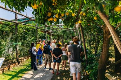 Sorrento Lemon Tour
