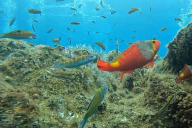 Reef Fish Watching