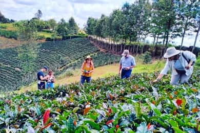 Nairobi: Purple Tea Farm Gatura Greens Day Trip