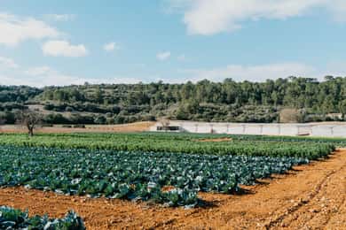Hort de Sa Vall : visite guidée des cultures et dîner en plein air