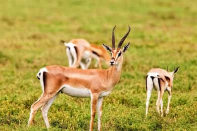 Parque Nacional y Desierto del Sáhara con almuerzo y paseo en camello