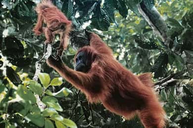 Vanuit Medan: 6 uur trektocht voor Orang Utan bij Mount Leuser