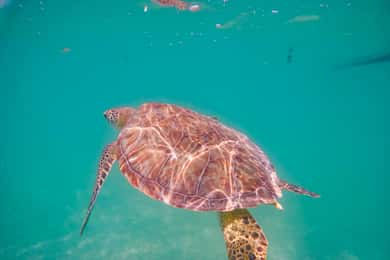 Akumal: yalku lagoon and snorkeling with turtles