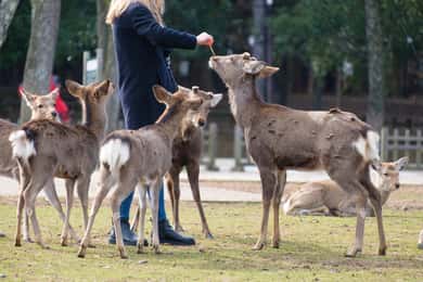 Nara: disfruta de lo mejor de Nara en 3 horas.