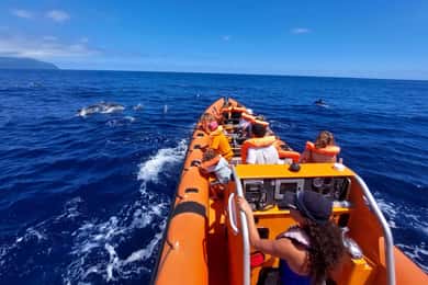 São Miguel, Açores: Observação de Baleias e Golfinhos