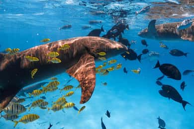 Hulhumale: Snorkeling Experience Nurse Shark