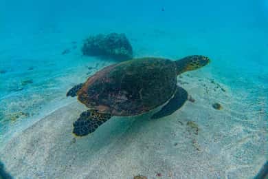 Uvita: Snorkel en la Isla del Caño