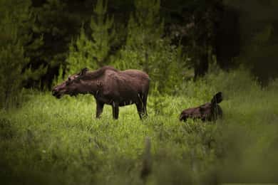 Säfsen: Moose and Wilderness Safari