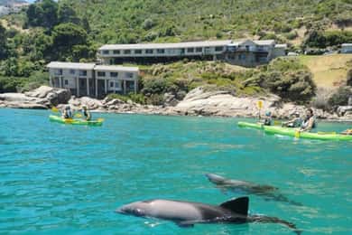 Cidade do Cabo: Caiaque guiado em Hout Bay