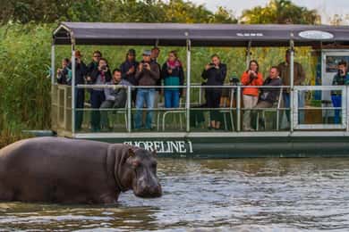 St Lucia: Hippo and Crocodile Cruise on a 15-Seat Vessel