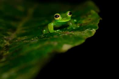 Monteverde: Night Walk in the Magical Forest