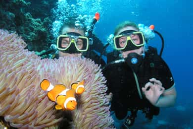 Cairns: Great Barrier Reef 3-Day Liveaboard Dive Trip