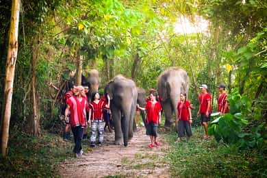 Phuket: Elephant Experience with Lunch or Dinner and Pickup