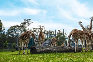 Sydney - privat tur Privat tur till Featherdale Wildlife Park