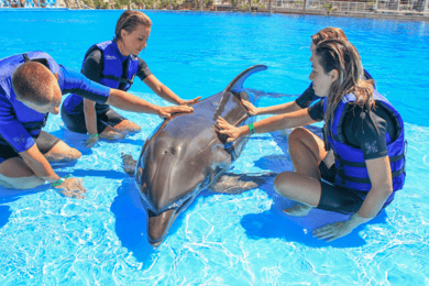 Cabo San Lucas/San Jose del Cabo: Dolphin Encounter
