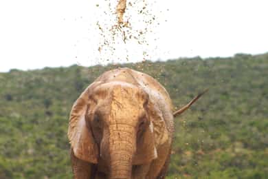 Addo big 5 tour