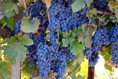 Napa: Francis Ford Coppola Winery Private Tour and Tasting