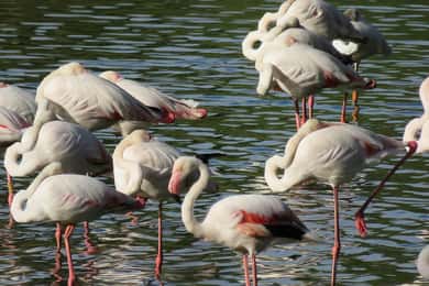Von Sevilla aus: Tagestour zum Doñana-Nationalpark