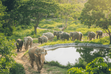 Koh Samui: Halvdagstur til Elephant Kingdom Sanctuary