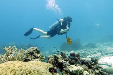 Koh Samui: Dagstur med dykning ved Sail Rock