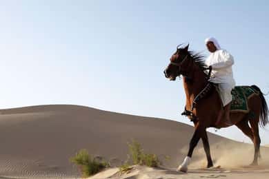 Doha: giro a cavallo e in cammello