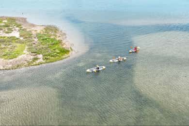 San Diego: Crystal Clear Wildlife Kayak Tour