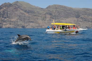 Los Gigantes: Crociera per avvistare le balene e i delfini con sosta per nuotare