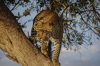 Jaipur: Jhalana Amagarh Leopard Reserve 4×4 Jeep Safari