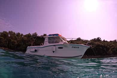Vrsar: Dolphins private tour