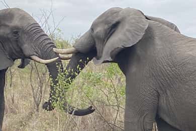 Full Day Kruger National Park Game Drive