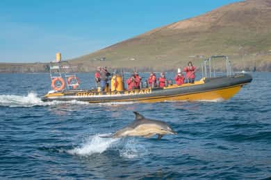 Dingle: Sea Safari by RIB Boat