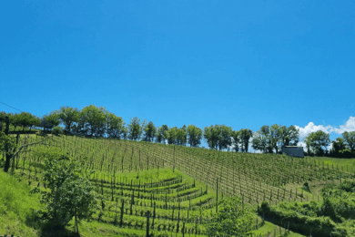 Rieti: Wycieczka po winnicach i degustacja w wiejskiej winnicy