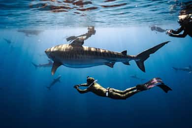 Oahu: Cageless Shark Dive Adventure