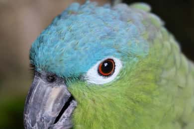 Tulum, 4 Cenotes, and Playa del Carmen