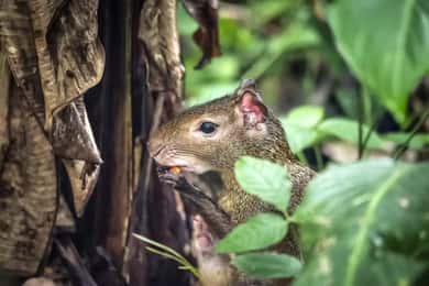 Rio de Janeiro: Tijuca Nemzeti Park és Botanikus Kert túra