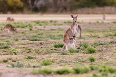 Gold Coast: Mount Tamborine Kangaroo and Koala Day Tour