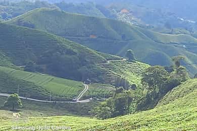 Cameron Highland Day Tour From Ipoh