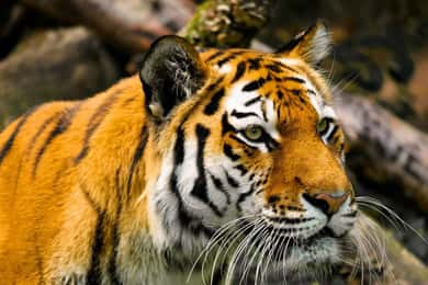 From Delhi: Private 3-Day Ranthambore Tiger Safari Tour