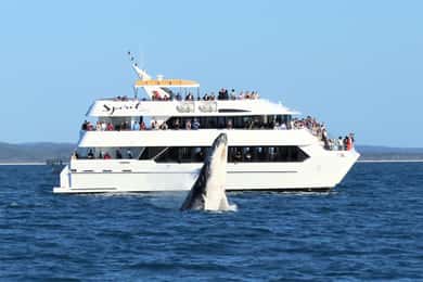 Hervey Bay: Half-Day Whale Watching Cruise
