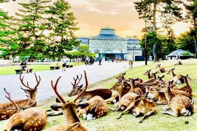 京都、奈良、大阪：プライベート・カスタマイズ・ツアー