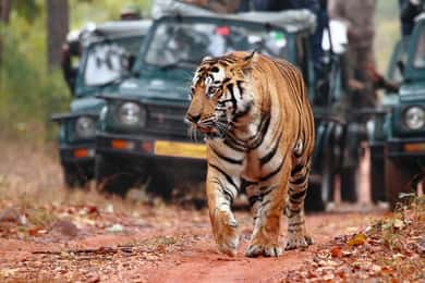 Safari de tigres en Ranthambore con la excursión Golden Tringle de 7 días