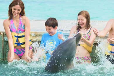 Punta Cana: Dolphin Action Program