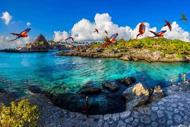 From Playa del Carmen: Xcaret Plus Park, the complete experience